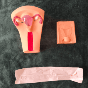 Modelo anatómico intrauterino anti...