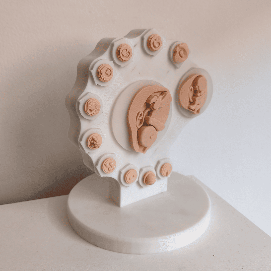 Modelo anatómico del desarrollo embrionario del feto humano en 3D - Image 2